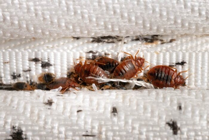 Why bed bugs epidemic is sweeping the UK